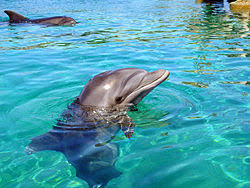 Dolphin Reef